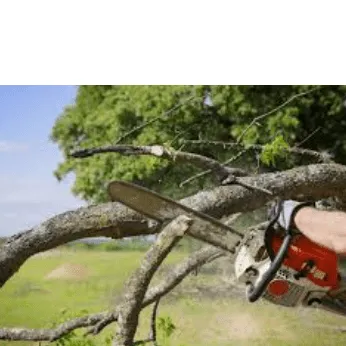 Torres Tree Service