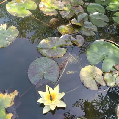 Lumen's Gardening and Maintenance