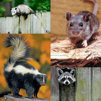 All Dunn Animal Removal