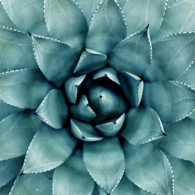 Stella Luna Counseling & Wellness