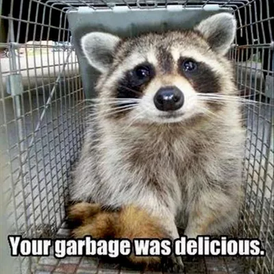 ICI Critter Removal