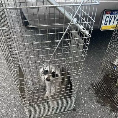 All State Wildlife