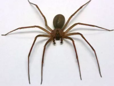 Antipest Termite & Pest Control