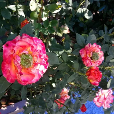 King Gardens