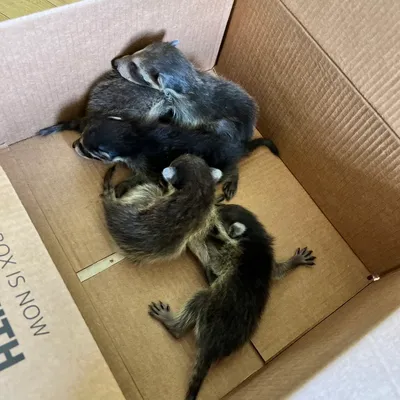 CritterGuard Solutions