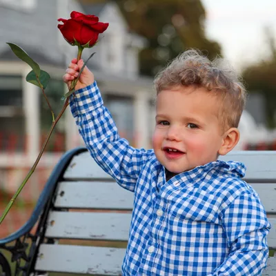 Images Of Rose Photo?