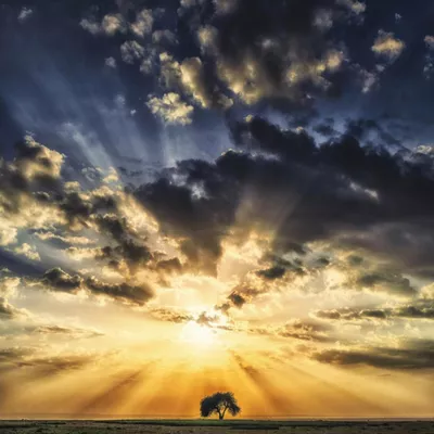 Tree of Light Photography