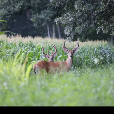 Whitetail management