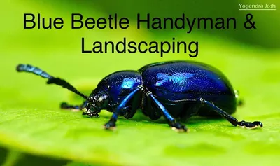 Blue Beetle Handyman & Landscaping