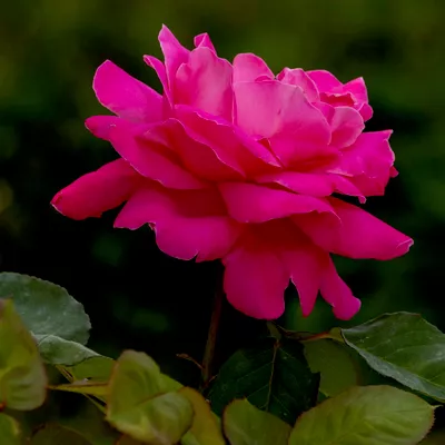 PixlFrames photography