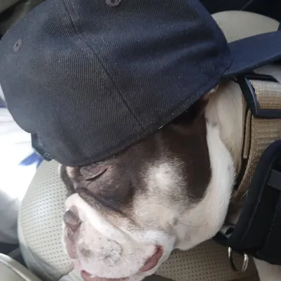 Junkyard Dog