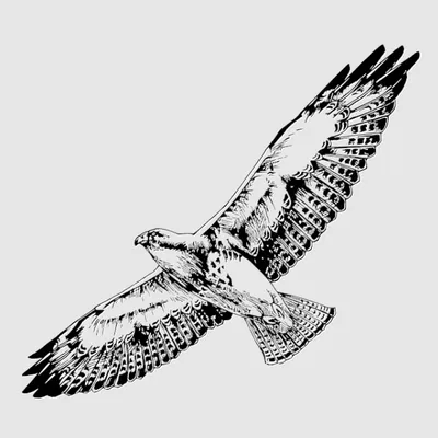 Captured by Little Hawk
