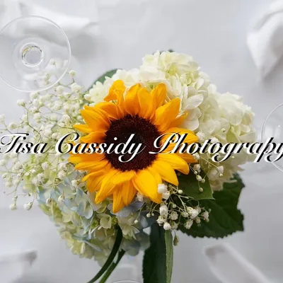 Tisa Cassidy Photography
