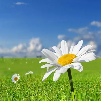 Daisy Fresh Carpet Cleaning