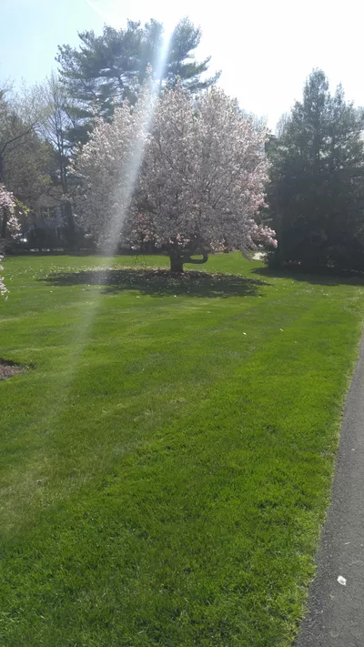 Cruz Lawn Care