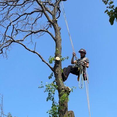 Scott’s Tree Service