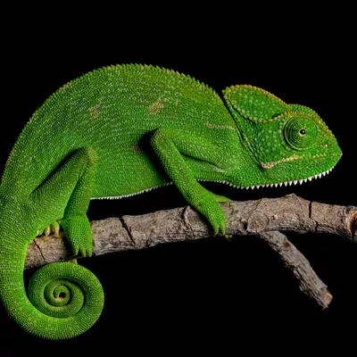 DJ Chameleon