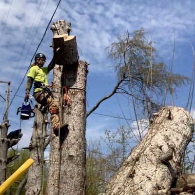 Trevor’s landscaping&Tree service