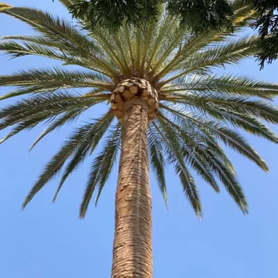 Blooming Tree Care & Landscape
