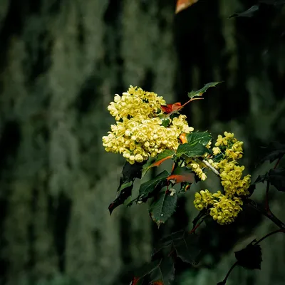 Photos by Rivera