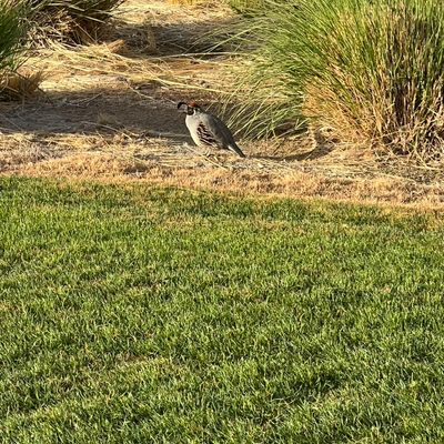 Estrella lawn services
