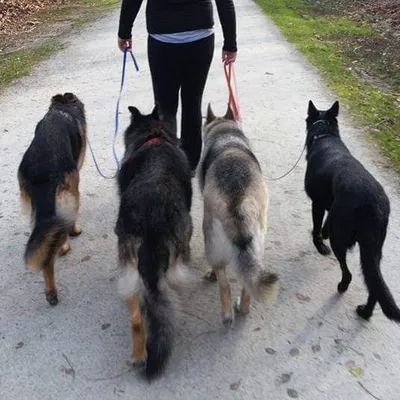 K9 Pawsibilities LLC