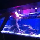 Aquariums Done Wright