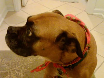 Pawsome Pets, Inc.