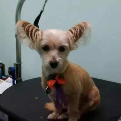 Dee's Pet Care