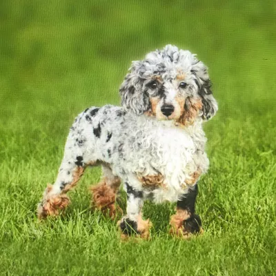 Doggie Do Right Dog Training
