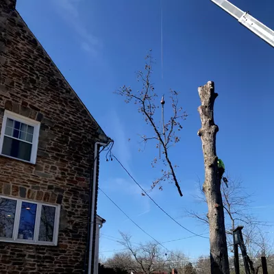 Hamiltons Tree And Lawn Service