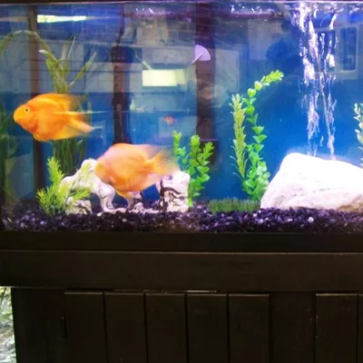 Mike's Aquatics