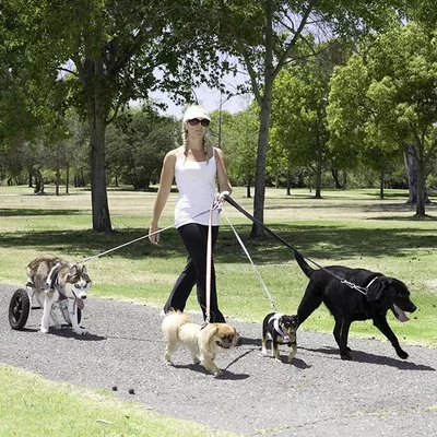 Tracie's Pet Service