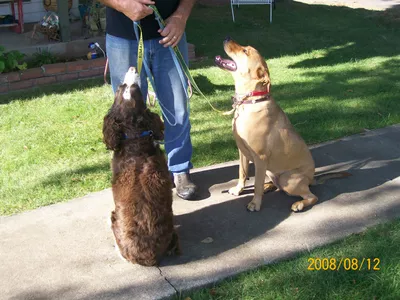 Forrestglenn kennels