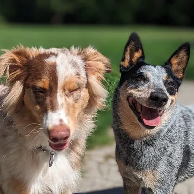 Limitless Canines Dog Training