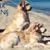Phoenix Dog Care & Training
