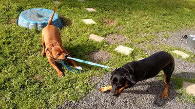 Kelly's Dog Walking