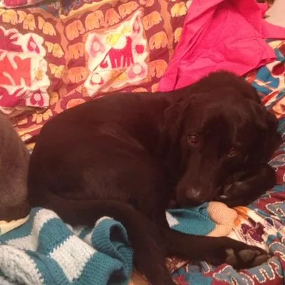 Pup Runners (and Walkers)/Cat Lovers