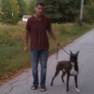Lead dog canine services
