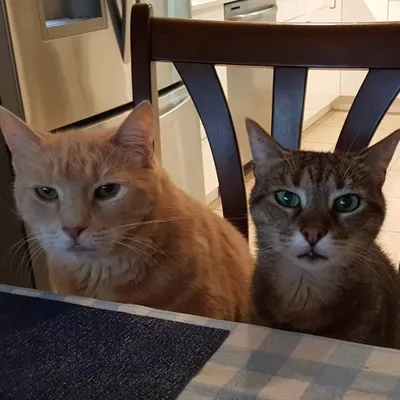 Happy Paws Pet Sitting