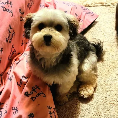 Kimberly's Pampered Pets