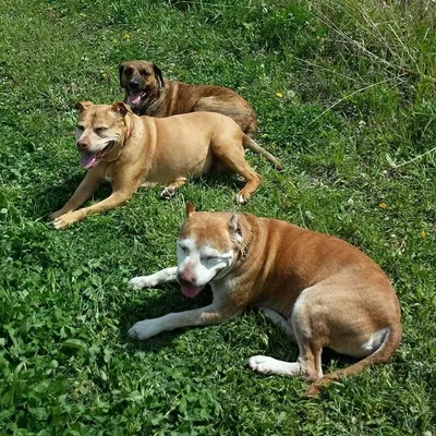 Christy's Canine Care
