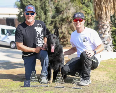 Leashless Dog Training