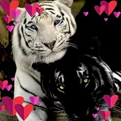 Loving Paws Care