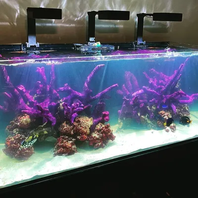 Aquatic Keepers