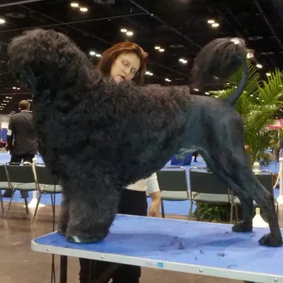 Canine Creations