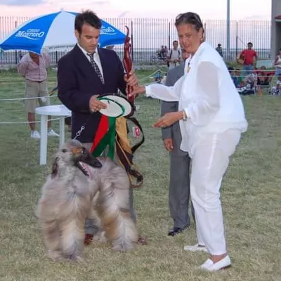 Alfonso’s mobile grooming