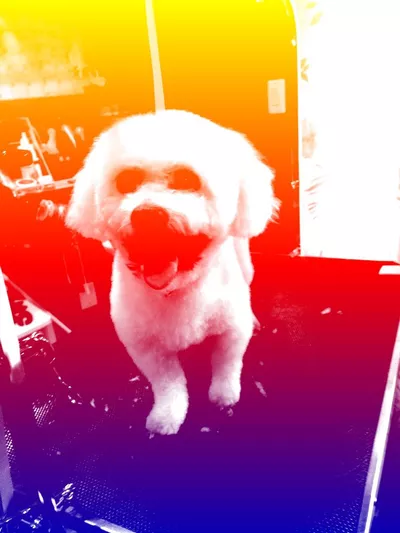 Lots O' Paws Dog Grooming