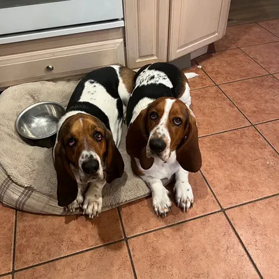 London Dog Care