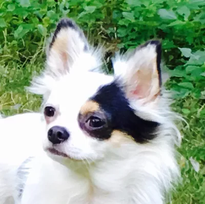 Pearl's Pet Spa & Walk With Me!